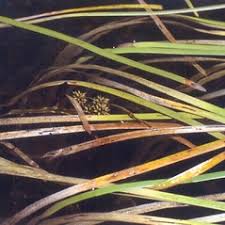 Attēlu rezultāti vaicājumam “Sparganium minimum leaf”