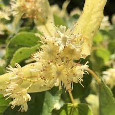 Attēlu rezultāti vaicājumam “Tilia cordata flower”