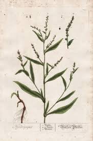 Attēlu rezultāti vaicājumam “Persicaria hydropiper”