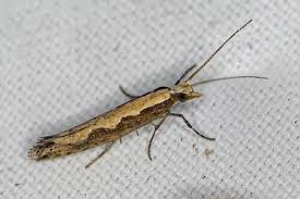 Attēlu rezultāti vaicājumam “Plutella xylostella”