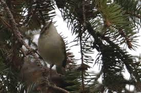 Image result for Phylloscopus humei