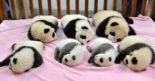 Image result for pandas