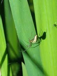 Attēlu rezultāti vaicājumam “Tetragnatha extensa”