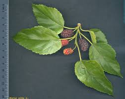 Attēlu rezultāti vaicājumam “Morus alba”