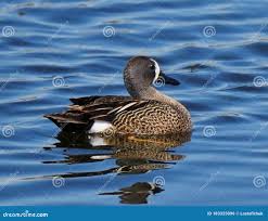 Image result for Anas discors