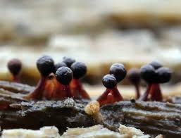 Attēlu rezultāti vaicājumam “Trichia botrytis stalked”