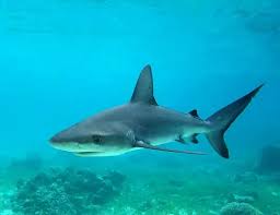 Image result for Carcharhinus galapagensis