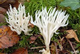 Attēlu rezultāti vaicājumam “Ramariopsis kunzei”