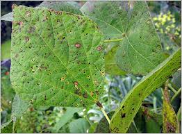Attēlu rezultāti vaicājumam “Uromyces dactylidis”