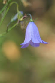 Attēlu rezultāti vaicājumam “Campanula patula flower”