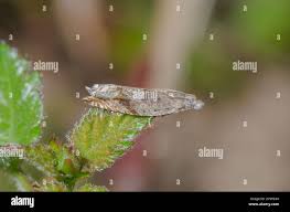 Attēlu rezultāti vaicājumam “Ancylis myrtillana”