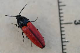 Attēlu rezultāti vaicājumam “Ampedus sp.”