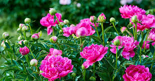 Image result for Pfingstrose