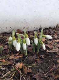 Attēlu rezultāti vaicājumam “Galanthus nivalis bud”