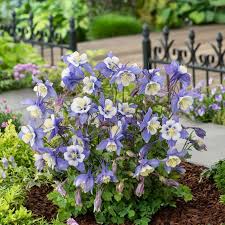 Image result for Aquilegia caerulea