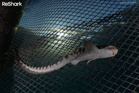 Image result for Stegostoma tigrinum