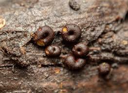 Attēlu rezultāti vaicājumam “Ophiotheca chrysosperma macro”