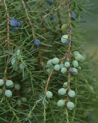 Attēlu rezultāti vaicājumam “Gladiolus imbricatus fruit”
