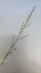 Attēlu rezultāti vaicājumam “Glyceria fluitans”