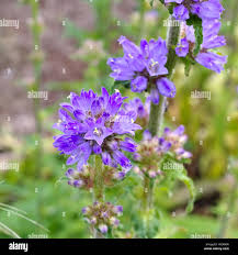 Attēlu rezultāti vaicājumam “Campanula cervicaria bud”
