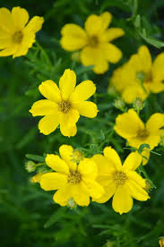 Image result for Coreopsis