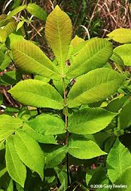 Attēlu rezultāti vaicājumam “Carya ovata leaf”