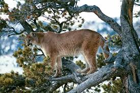 Image result for Craigmount Cougars