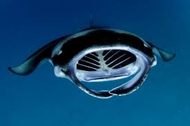Image result for Mobula alfredi
