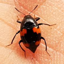 Attēlu rezultāti vaicājumam “Scaphidium quadrimaculatum”