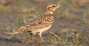 Image result for Melanocorypha bimaculata