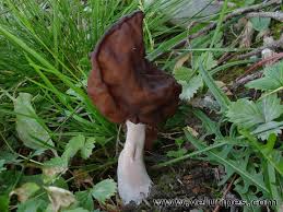 Attēlu rezultāti vaicājumam “Gyromitra infula”