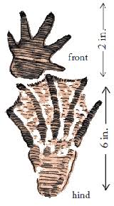 Image result for Beaver Sc