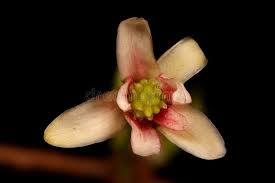 Attēlu rezultāti vaicājumam “Schisandra chinensis flower”