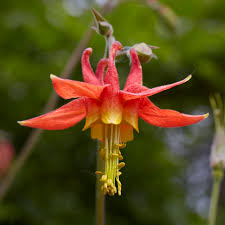 Image result for Aquilegia