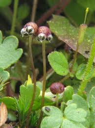 Attēlu rezultāti vaicājumam “Platygyrium repens”