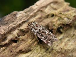 Attēlu rezultāti vaicājumam “Lycophotia porphyrea”