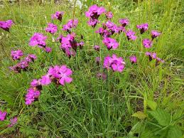 Image result for Steinnelke