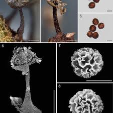 Attēlu rezultāti vaicājumam “Diachea muscorum spores”