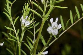 Attēlu rezultāti vaicājumam “Vicia hirsuta flower”