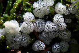 Attēlu rezultāti vaicājumam “Ceratiomyxa porioides”