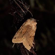 Attēlu rezultāti vaicājumam “Agrochola litura imago”