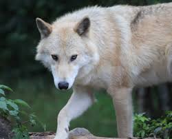 Image result for Westgate Wolves A.R.L.F.C.