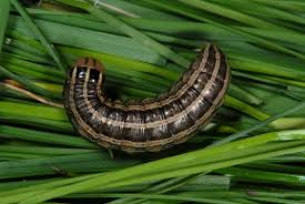 Attēlu rezultāti vaicājumam “Tholera decimalis male”