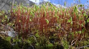 Attēlu rezultāti vaicājumam “Reticularia jurana spores”