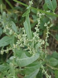 Attēlu rezultāti vaicājumam “Atriplex patula”