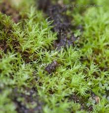Attēlu rezultāti vaicājumam “Dichodontium pellucidum macro”