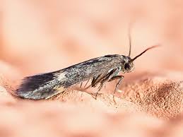 Attēlu rezultāti vaicājumam “Borkhausenia minutella”