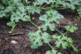 Attēlu rezultāti vaicājumam “Citrullus lanatus leaf”