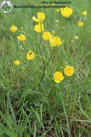 Attēlu rezultāti vaicājumam “Ranunculus polyanthemos”