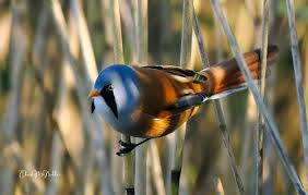 Attēlu rezultāti vaicājumam “Panurus biarmicus”